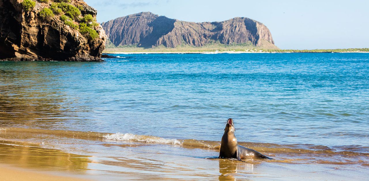 Galapagos